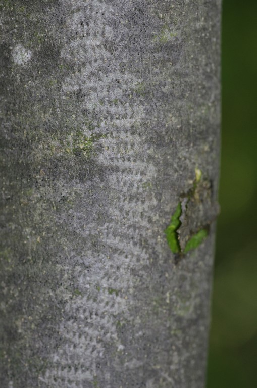 roditura di bruco(?)